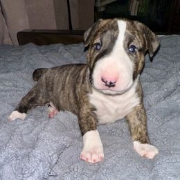 Frosty - Brindle and white male Bull Terrier puppy in Springfield, Ohio from Lynn Hill Bull Terriers