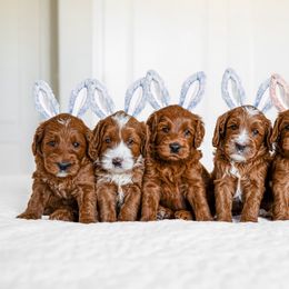 Australian Labradoodle Puppies from Swinging Gate Labradoodles