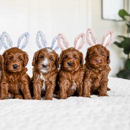 Australian Labradoodle Puppies from Swinging Gate Labradoodles