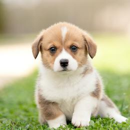 Brown collar Male- Teddy - Sable male Pembroke Welsh Corgi puppy in Waverly Hall, Georgia from 6g Ranch Corgis