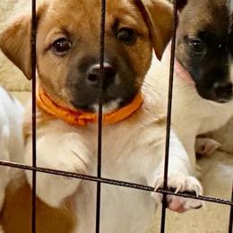 Orange girl - Tri-color female Jack Russell Terrier puppy in Berthoud, Colorado from Shelby Burleson's Golden Retrievers and Jack Russell Terriers