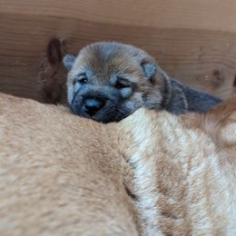 Shiba Inu Puppies from Cornerpost Shiba Inus