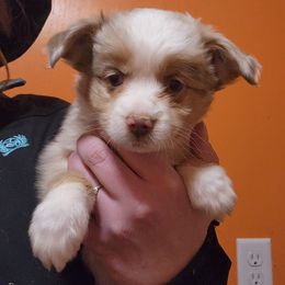 Miniature Australian Shepherd and Toy Australian Shepherd Puppies from TWO ACRE HILLS
