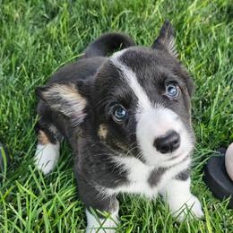 Oynx - Brindle and white female American Corgi puppy in Boise, Idaho from Porter Creek Corgis