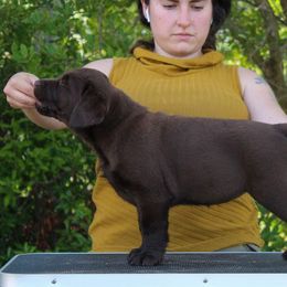 Labrador Retriever Puppies from Lost Woods Labradors