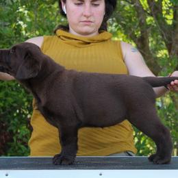 Labrador Retriever Puppies from Lost Woods Labradors