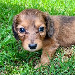 Chango - Dapple male Dachshund puppy in Whitesboro, Texas from Whitesboro Dachshund