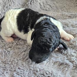 Black Parti - Parti female Poodle puppy in Bauxite, Arkansas from Mountain Ridge Poodles
