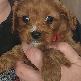 Arctic - Red male Cavapoo puppy in Conklin, Michigan from Lake Michigan Couture Cavapoos & Cockapoos