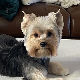 Josi - Yorkshire Terrier