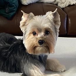 Josi - Yorkshire Terrier