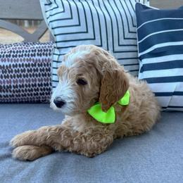 Lover Boy - Parti male Goldendoodle puppy in Social Circle, Georgia from Poppiedoodle Farms
