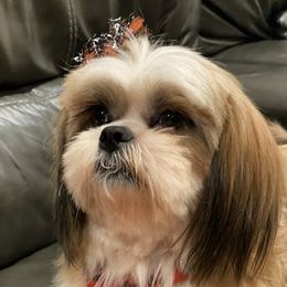 Shih Tzus from Shihtzu