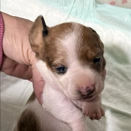 Fern - Dapple female Dachshund puppy in Whitesboro, Texas from Joanie's Tickled Pink Puppies
