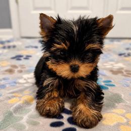 Chikito's Archer - Black and gold male Yorkshire Terrier puppy in Forest Hill, Maryland from Chikito's Yorkies
