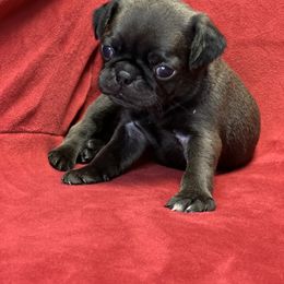 Boy 2 - Black Pug puppy in Greeneville, Tennessee from Bear Mountain Farms