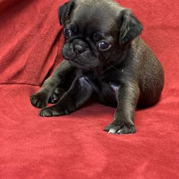 Boy 2 - Black Pug puppy in Greeneville, Tennessee from Bear Mountain Farms