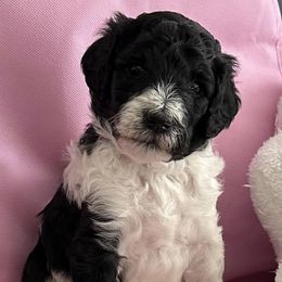 Goldendoodles from West TN Doodles