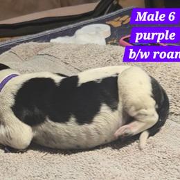 Purple - Black roan male German Shorthaired Pointer puppy in Dahlonega, Georgia from Pointer Mountain Bird Dogs