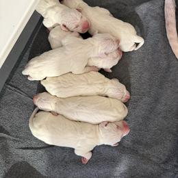 Female 3 - White and lemon female Dalmatian puppy in Louisa, Virginia from Dalmatian Creation LLC