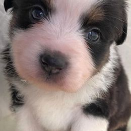 Miniature American Shepherds from Treasure Coast Minis