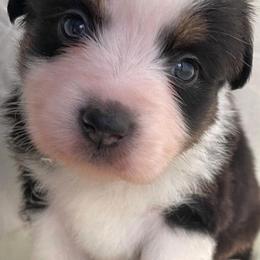 Miniature American Shepherds from Treasure Coast Minis