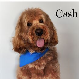 Cash - Goldendoodle