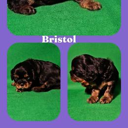 Bristol - Black and tan female Cavalier King Charles Spaniel puppy in Rochelle, Illinois from Lakeview Cavaliers