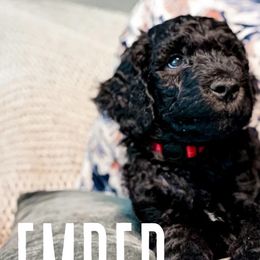 Golden Mountain Doodles from Carolina Golden Mountain Doodles