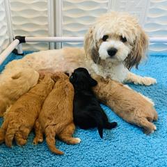 Cavachon Puppies from Liberty Pups
