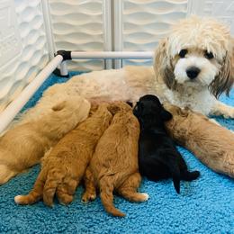 Cavachon Puppies from Liberty Pups