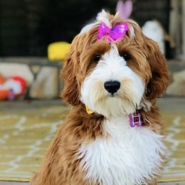 Lottie - Goldendoodle