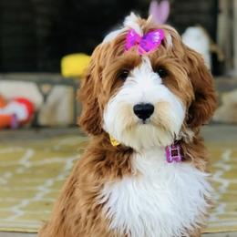 Lottie - Goldendoodle