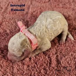 Intrepid - Parti female Goldendoodle puppy in Peyton, Colorado from Grace N Faith Doodles