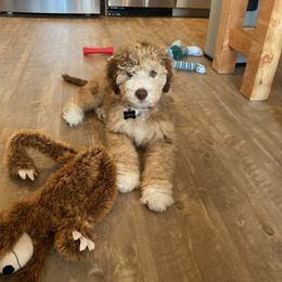 Aussiedoodle and Bordoodle Puppies from Texas Made Doodles