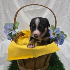 Monica - Black white and tan female Entlebucher Mountain Dog puppy in New Cordell, Oklahoma from QH Entlebucher Kennel