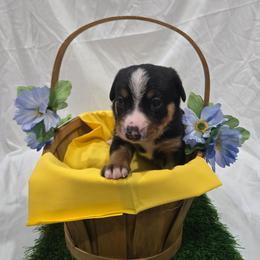 Monica - Black white and tan female Entlebucher Mountain Dog puppy in New Cordell, Oklahoma from QH Entlebucher Kennel