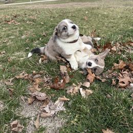 Cardigan Welsh Corgi Puppies from Squires Corgi Cottage
