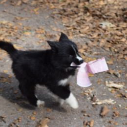Siberian Husky Puppies from Dreamers Mile