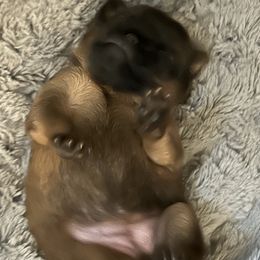 Sable smooth girl - Wheaten female Brussels Griffon puppy in Boyd, Minnesota from Maze Brussels Griffons