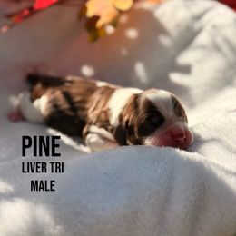 Pine - Liver white and tan male English Springer Spaniel puppy in Uvalda, Georgia from Willow Creek Farms