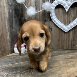 Garth - Red male Dachshund puppy in Redding, California from CountrySide Wieners