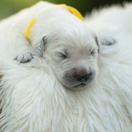 Aslan - Light golden male Golden Retriever puppy in Morris, Minnesota from Midwest English Cream Goldens