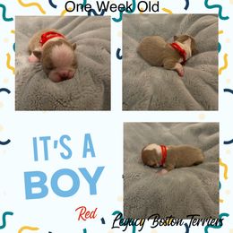 Boston Terrier Puppies from Legacy Boston Terriers