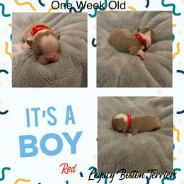 Boston Terrier Puppies from Legacy Boston Terriers