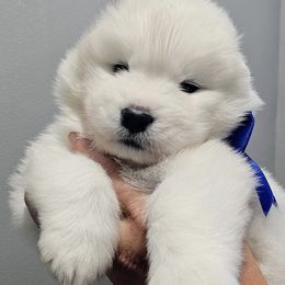 Cosmo - White male Samoyed puppy in Downey, Idaho from Seven Diamond Samoyeds
