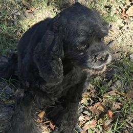 Pixie - Cocker Spaniel