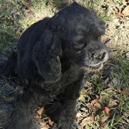 Pixie - Cocker Spaniel