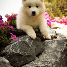 Samoyed Puppies from Carriage Court Kennels