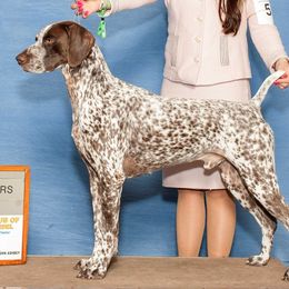 German Shorthaired Pointer and Pointer All Grown Up from Paladen